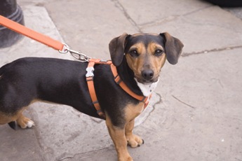 Was sollen Hundebesitzer jetzt beachten?