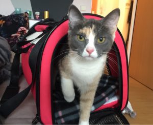 katze-in-transportbox