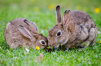 kaninchen-european-rabbits