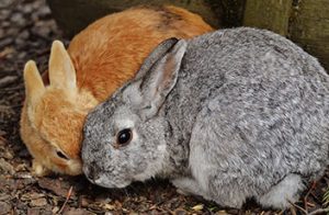 kaninchen-rabbit-zwei