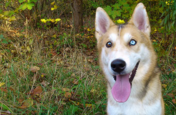 wisen-impfungen-hund